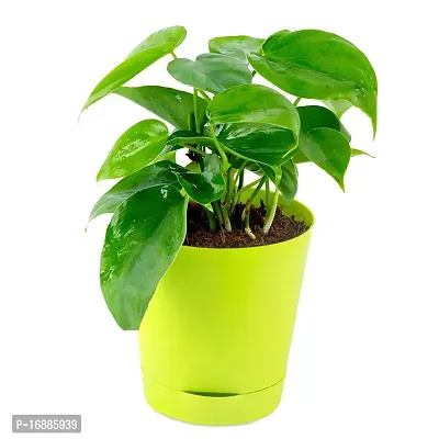 PHULWA Air Purifying Green Live Money Plant with yellow self watering plastic pot low maintainance, plant for Home  Office D?cor | Easy Care | Lucky plant | Plant for Gifting | indoor  outdoor decoration | Pack of 1-thumb4