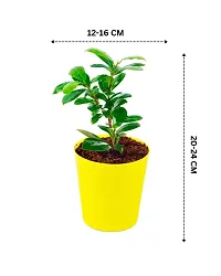 Phulwa Ficus compacta Live Plant with Yellow Round Plastic Pot, Indoor Plant, House Plant, Offfice Plant,-thumb3