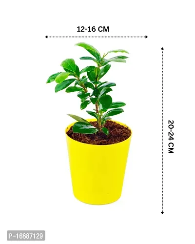 Phulwa Ficus compacta Live Plant with Yellow Round Plastic Pot, Indoor Plant, House Plant, Offfice Plant,-thumb4