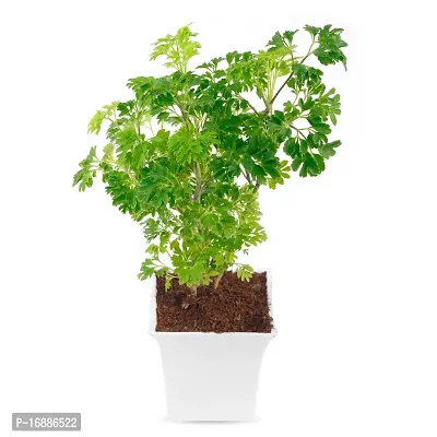 Phulwa Aralia Green Plant Best Live Indoor Air Purifying Plant with White Square Plastic Pot, Plant for Indoor  Outdoor, Home  Office D?cor, Pack of-1-thumb2