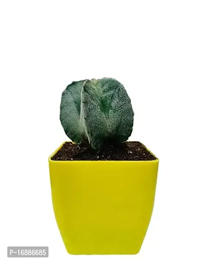 Phulwa Green Star Cactus Succulent Plant in Yellow Plastic Pot Plant for Home  Office D?cor | Easy Care | Plant for Gifting | Indoor  Outdoor Decoration | Pack of 1