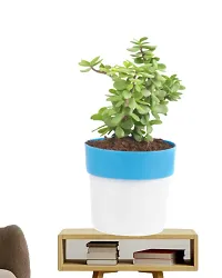 Phulwa Good Luck Jade Plant with Pot-thumb3