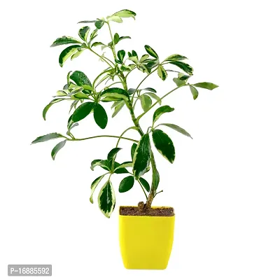 Phulwa Schefflera Indoor Air Purifier Plant with Yellow Square Plastic Pot for Home and Office Decoration