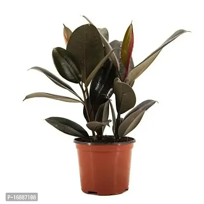 Phulwa Ficus Elastica (Rubber Plant) Indoor Home Office Decoratio-thumb0