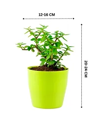 Phulwa Jade Bonsai Live Plant with Yellow Round Plant, Indoor Plant, Bonsai Plant, House Plant, Home decore, Office Plant-thumb1
