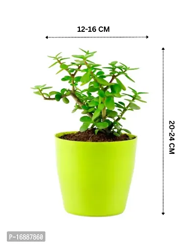 Phulwa Jade Bonsai Live Plant with Yellow Round Plant, Indoor Plant, Bonsai Plant, House Plant, Home decore, Office Plant-thumb2