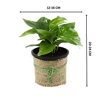 Phulwa Combo of Two Layer Lucky Bamboo Plant with Sqaure Glass Pot and Green Money Plant with Round Jute Wrapped Pot, Easy Care Indoor House Plant | Home  Office D?cor Airpurifying | Good Luck | Plant for Gifting | Pack of 1-thumb4