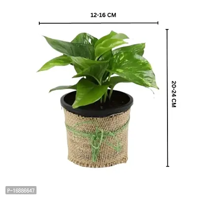 Phulwa Combo of Two Layer Lucky Bamboo Plant with Sqaure Glass Pot and Green Money Plant with Round Jute Wrapped Pot, Easy Care Indoor House Plant | Home  Office D?cor Airpurifying | Good Luck | Plant for Gifting | Pack of 1-thumb5