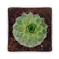 Phulwa Original Red Tip Laxmi Kamal, Sempervivum Live Plant with White Square Pot-thumb2