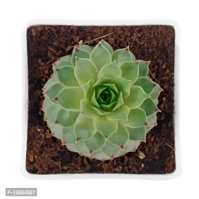 Phulwa Original Red Tip Laxmi Kamal, Sempervivum Live Plant with White Square Pot-thumb3