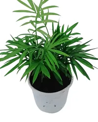 Phulwa Chamaedorea Palm Plant with Pot for Home | Indoor Live Bamboo Palm with White Fibre Pot | Easy Care Indoor House Plant | Home  Office D?cor Airpurifying | Good Luck | Plant | for Gifting | Pack of 1-thumb1