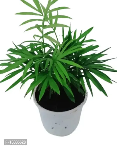 Phulwa Chamaedorea Palm Plant with Pot for Home | Indoor Live Bamboo Palm with White Fibre Pot | Easy Care Indoor House Plant | Home  Office D?cor Airpurifying | Good Luck | Plant | for Gifting | Pack of 1-thumb2