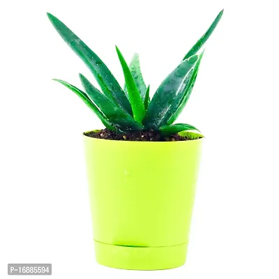 Phulwa aloevera Live Plant with Yellow self Watering Plastic Pot, Indoor Plant, Office decore, Home decore, Succulent Plant