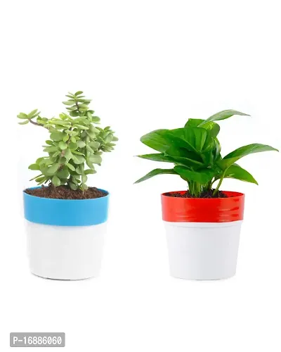 PHULWA combo of 2 Plants, Jade Plant with Blue and White 2 shade Pot and Money Plant with Red and White 2 shade pot,plants for Home  Office d?cor| Easy Care |Lucky plant | indoor  outdoor decoration-thumb0