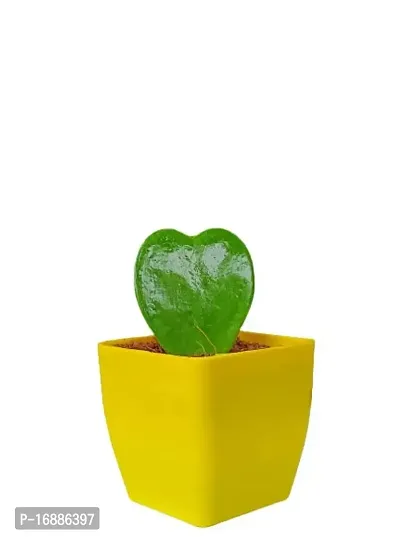 Phulwa Hoya Heart Cute Succulent Plant with Yellow Pot | Perfect Valentine Gift for Your Loved Ones | Indoor Plant | Office Plant |-thumb0