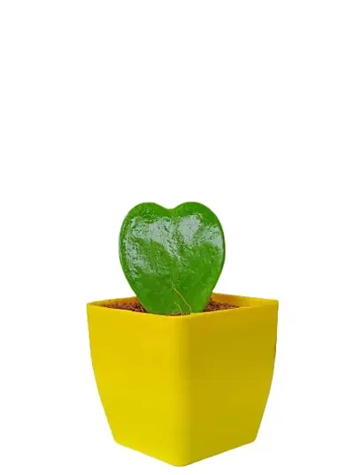 Limited Stock!! Plant & Planters 