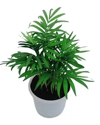 Phulwa Chamaedorea Palm Plant with Pot for Home | Indoor Live Bamboo Palm with White Fibre Pot | Easy Care Indoor House Plant | Home  Office D?cor Airpurifying | Good Luck | Plant | for Gifting | Pack of 1-thumb2