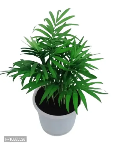 Phulwa Chamaedorea Palm Plant with Pot for Home | Indoor Live Bamboo Palm with White Fibre Pot | Easy Care Indoor House Plant | Home  Office D?cor Airpurifying | Good Luck | Plant | for Gifting | Pack of 1-thumb3