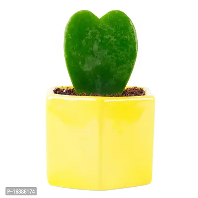 Phulwa PHUKWAHoya Heart Live Plant with Yellow Ceramic Pot, Perfect Valentine Gift, Cute Plant, Succulent Plant for Indoor-thumb0