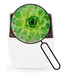 Phulwa Original Red Tip Laxmi Kamal, Sempervivum Live Plant with White Square Pot-thumb4