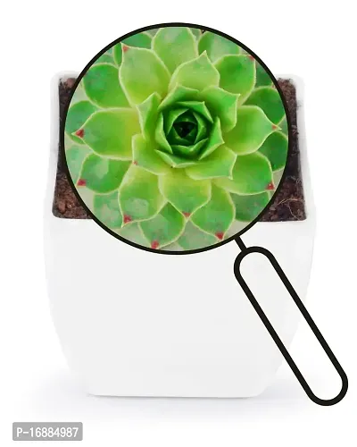 Phulwa Original Red Tip Laxmi Kamal, Sempervivum Live Plant with White Square Pot-thumb5