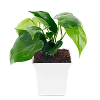 Phulwa Green Money Plant with White Square Plastic Pot for Home  Office D?cor | Easy Care | Airpurifying | Good Luck | Plant for Gifting | Indoor  Outdoor Decoration | Pack of 1-thumb1