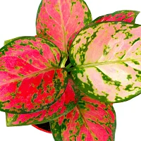 Phulwa Aglaonema Valentine Live Plant with red self-Watering Pot for Home decore, Indoor Plant, Office Plant-thumb2