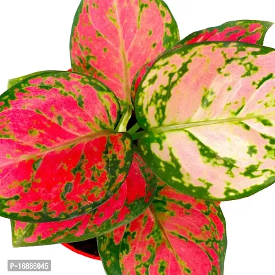 Phulwa Aglaonema Valentine Live Plant with red self-Watering Pot for Home decore, Indoor Plant, Office Plant-thumb3