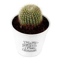 Phulwa Ball Barrle Cactus Live Plant with White Printed Malemine Pot for Indoor Home Decoration Plant-thumb1