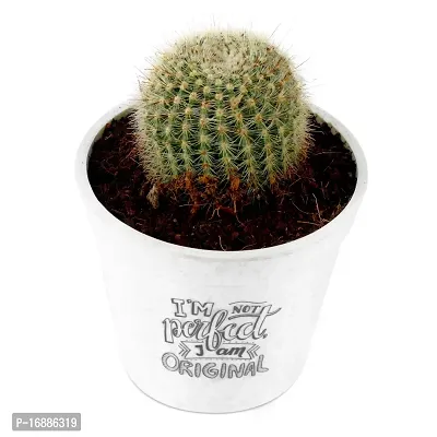 Phulwa Ball Barrle Cactus Live Plant with White Printed Malemine Pot for Indoor Home Decoration Plant-thumb2