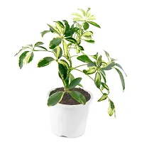 Phulwa Schefflera Indoor Air Purifier Plant with White Plastic Pot for Home and Office Decoration-thumb1