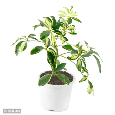 Phulwa Schefflera Indoor Air Purifier Plant with White Plastic Pot for Home and Office Decoration-thumb2