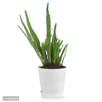 Phulwa Finger Cactus Live Plant with White self Watering Plastic Pot for Home Decoration, Indoor Plant, House Plant, Office Plant, Cactus Plant, Succulent Plant