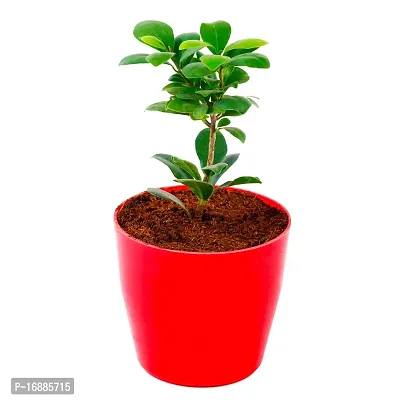 Phulwa Ficus Compacta Variegated Live Nursery Living Plants | Bonsai Live | Plant Garden | Banyan Tree | Benghalensis Plant | Outdoor  Indoor Plant | Plant for Tabletop Decor