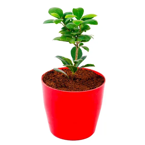 New Arrival Plant & Planters 