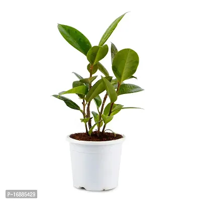 Phulwa Variegated Rubber Plant Best Indoor Air Purifying Plant Include White Pot