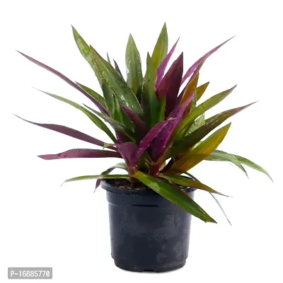 Phulwa Garden Live Plant Rhoeo Neon Plants for Indoor and Gifting Item with Black Pot-thumb0