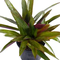 Phulwa Garden Live Plant Rhoeo Neon Plants for Indoor and Gifting Item with Black Pot-thumb2