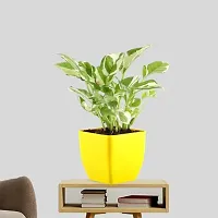 PHULWA Combo of 2 Layer Bamboo Plant and Pothos Money Plant Easy Care indoor Plant | Home  Office D?cor |Airpurifying | Good Luck | Plant for Gifting | Pack of 1 with square shape glass pot and Yellow Square Pot-thumb1