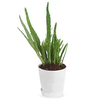 Phulwa Finger Cactus Live Plant with White self Watering Plastic Pot for Home Decoration, Indoor Plant, House Plant, Office Plant, Cactus Plant, Succulent Plant-thumb1