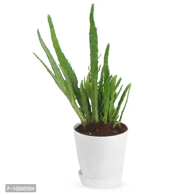 Phulwa Finger Cactus Live Plant with White self Watering Plastic Pot for Home Decoration, Indoor Plant, House Plant, Office Plant, Cactus Plant, Succulent Plant-thumb2