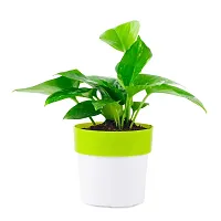 Phulwa Combo of 2 Plants, Jade Plant with Blue and White 2 Shade Pot and Money Plant with Green and White 2 Shade Pot, Plants for Home  Office d?cor | Easy Care | Lucky Plant | Indoor  Outdoor-thumb1