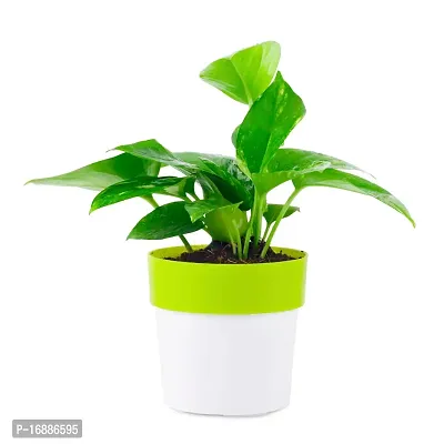Phulwa Combo of 2 Plants, Jade Plant with Blue and White 2 Shade Pot and Money Plant with Green and White 2 Shade Pot, Plants for Home  Office d?cor | Easy Care | Lucky Plant | Indoor  Outdoor-thumb2