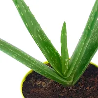 Phulwa Live Aloevera Medicinal Plant with Yellow Self Watering Pot, Succulent Plant Natural Live for Indoor  Outdoor, Living Room, Home  Office Table D?cor, Pack of 1-thumb2