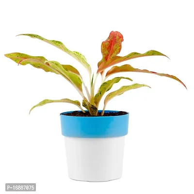 Phulwa Aglaonema Pink Snow Live Plant with Blue and White Round Plastic Pot for Home decore, Indoor Plant, Office Plant