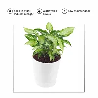 Phulwa Syngonium Green Plant Indoor Air Purifier with White Plastic Pot for Home and Office Decoration-thumb2