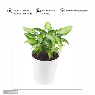 Phulwa Syngonium Green Plant Indoor Air Purifier with White Plastic Pot for Home and Office Decoration-thumb3