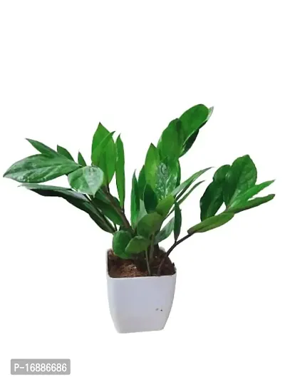 Phulwa Indoor Plant Real Garden Fresh Live Zamia (Zamioculcas Zamiifolia) Eye Catching Plants - Room and Table Decoration (Healthy Plant)