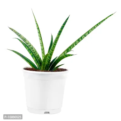 Phulwa sanseveria laurenti Live Plant with White nursedry Pot, Indoor Plant, Home d?cor, Office palnt, Succulent Plant-thumb0