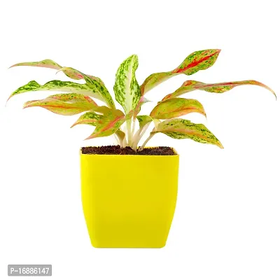 Phulwa Aglaonema Pink Snow Live Plant with Yellow Square Plastic Pot for Home Decore, Indoor Plant, Office Plant with Yellow Pot